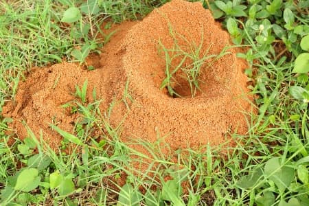 Ant Removal Service Image