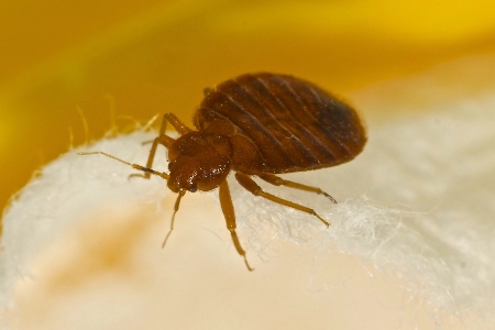 Bed Bug Treatment Service Image