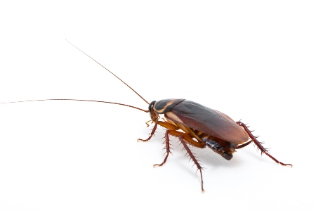 Cockroach Removal Service Image
