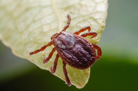 Flea and Tick Treatment Service Image