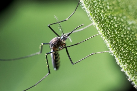 Mosquito Control Service Image