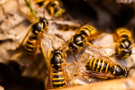 Wasp Removal Service Image